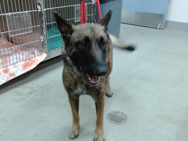 An adult medium-sized female Belgian Shepherd / Malinois dog named Alvida for adoption in Salinas, CA