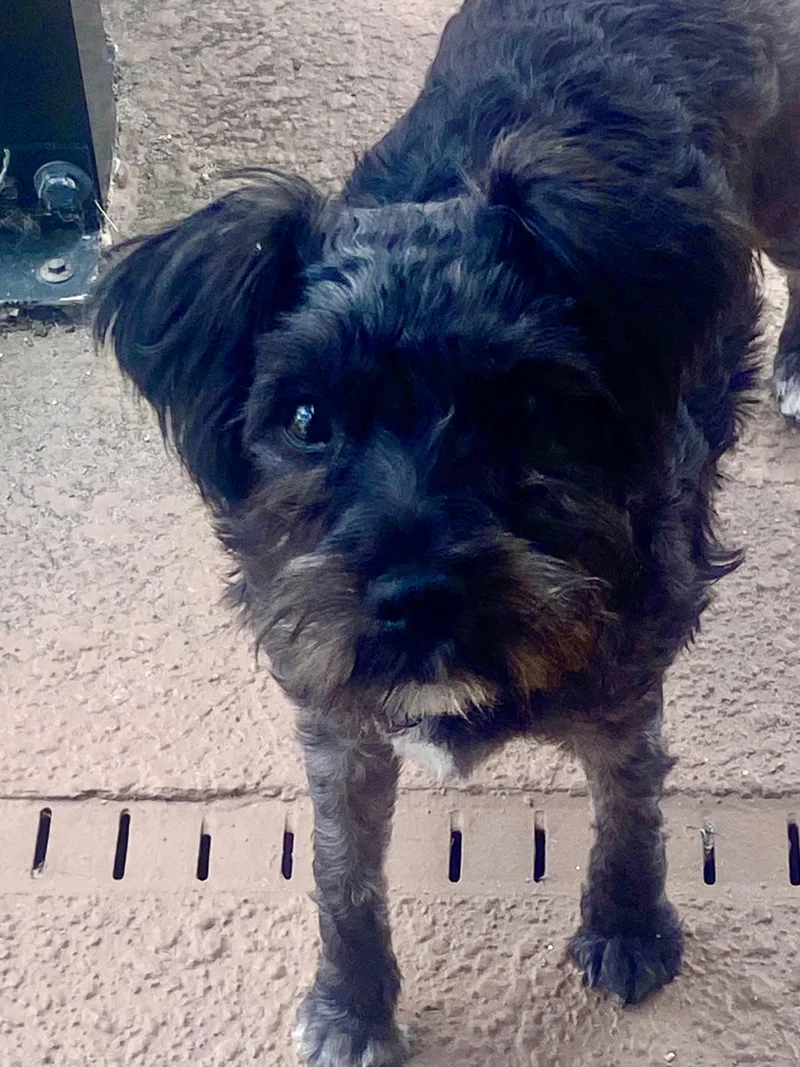 A baby small-sized female Miniature Schnauzer dog named Tilly for adoption in Bradenton, FL