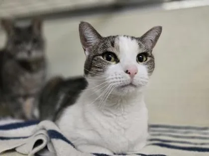 An adult small-sized female Domestic Short Hair cat named Mina for adoption in Clarks Summit, PA