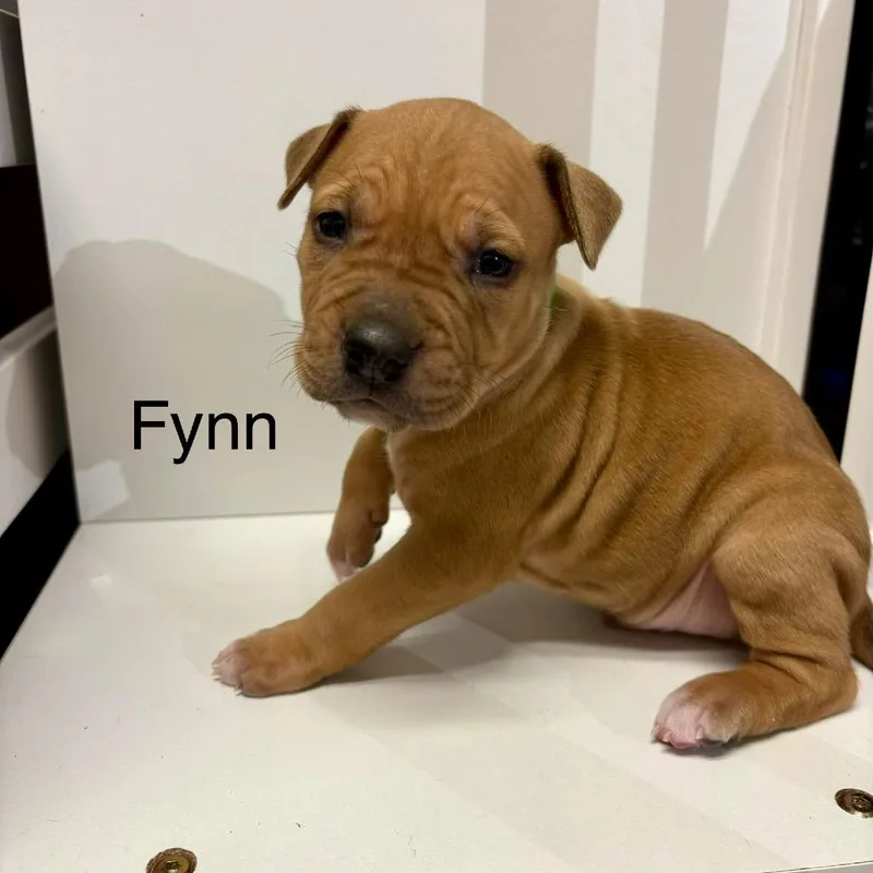 Fynn