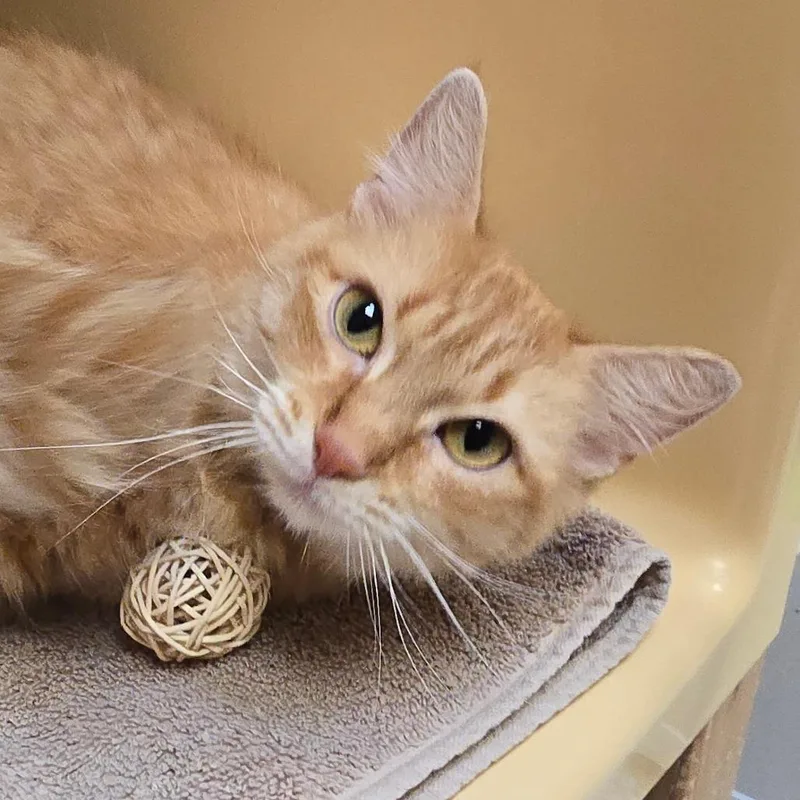 An adult medium-sized female Orange / Red Domestic Short Hair cat named Duchess for adoption in East Hanover, NJ