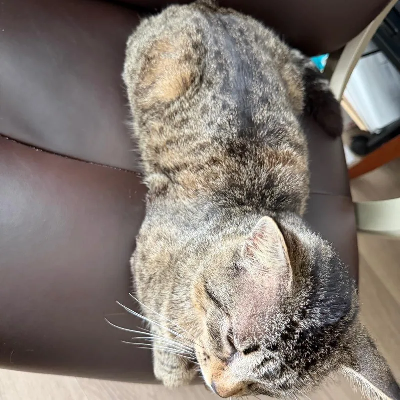 An adult large-sized male Brown / Chocolate Domestic Short Hair cat named Draymond for adoption in League City, TX