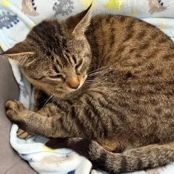 Draymond thumbnail 2