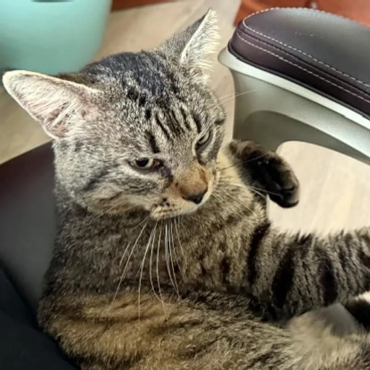 Draymond thumbnail 3