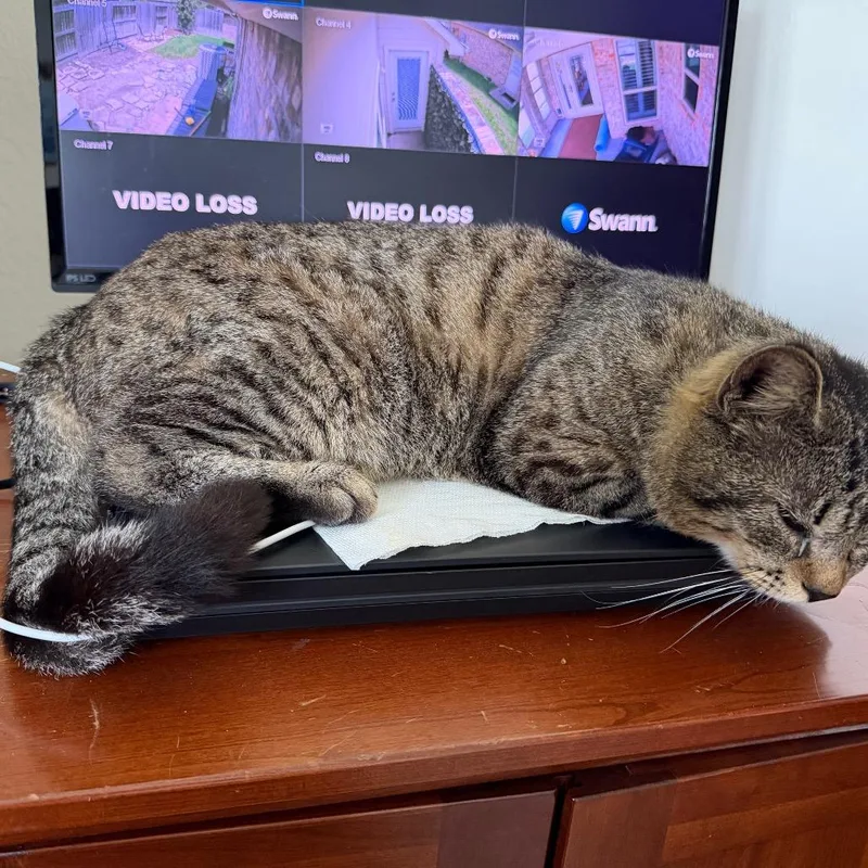 Draymond thumbnail 4