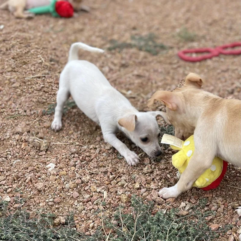 A baby small-sized female Chihuahua dog named Ella for adoption in Sadler, TX