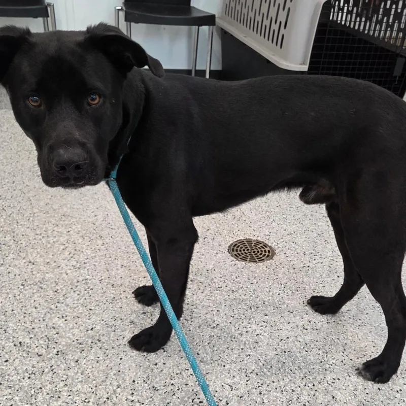 A young medium-sized male Black Labrador Retriever dog named Lark for adoption in Breese, IL