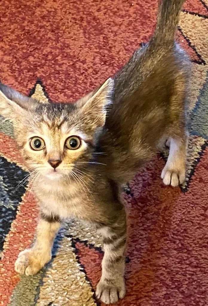 A young medium-sized female Domestic Short Hair cat named Veka for adoption in Peoria, AZ