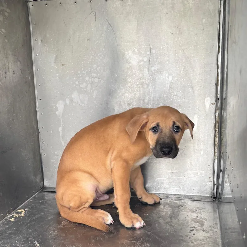 A baby small-sized male Yellow / Tan / Blond / Fawn Mixed Breed dog named Finnick Odair for adoption in Springtown, TX