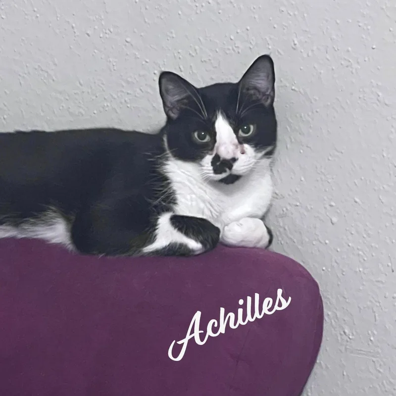An adult medium-sized male Tuxedo cat named Achilles retireddumpsterdiver for adoption in Houston, TX