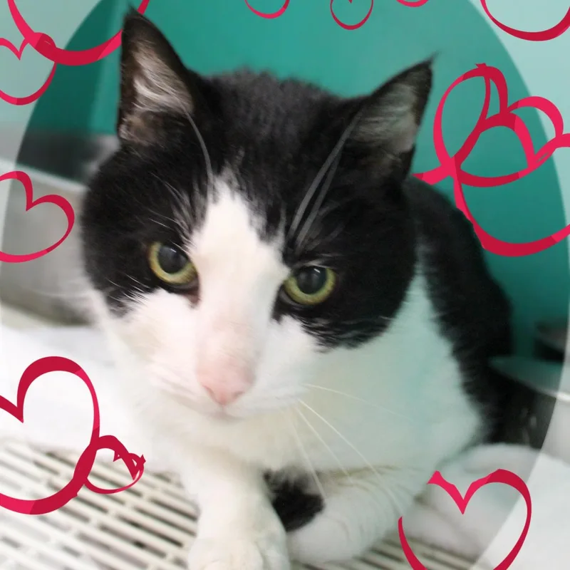 Tuxie