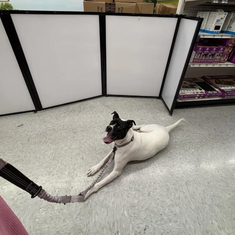 An adult medium-sized female Black American Staffordshire Terrier dog named Livia for adoption in San Antonio, TX