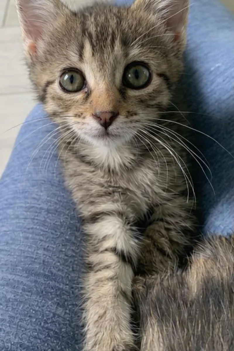 A baby medium-sized female Tabby cat named Iris for adoption in Wesley Chapel, FL