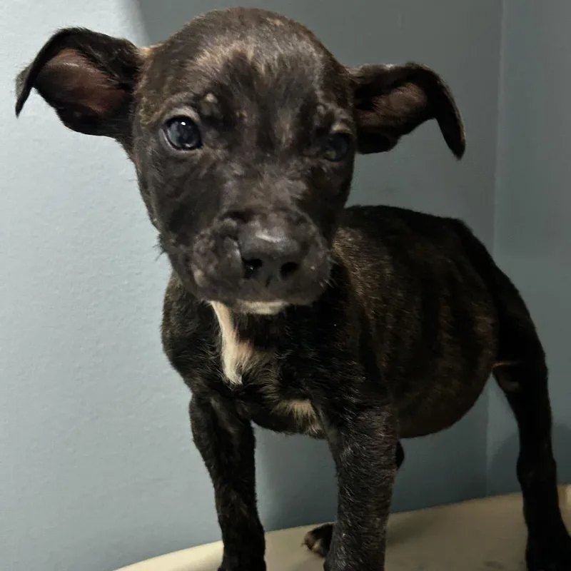 A baby small-sized male Black Mixed Breed dog named Twinkle Toes for adoption in Chattanooga, TN
