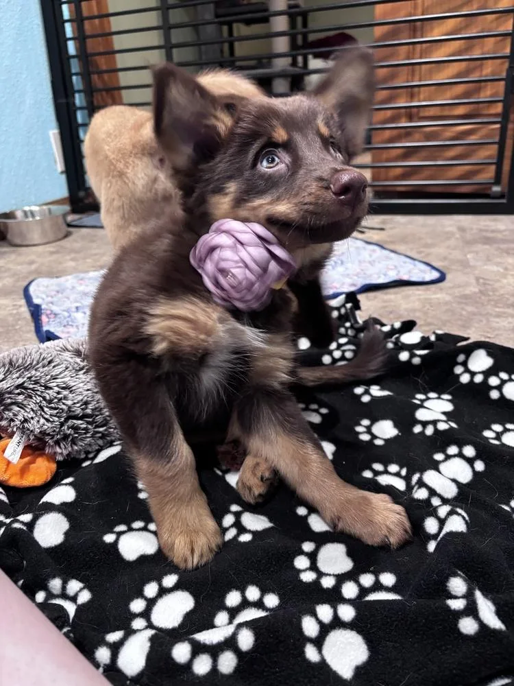 Bella