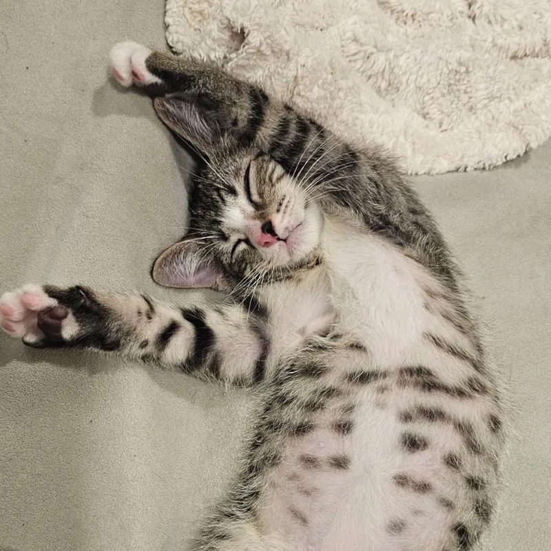A baby small-sized male Brown / Chocolate Domestic Short Hair cat named Tahoe for adoption in Tustin, CA