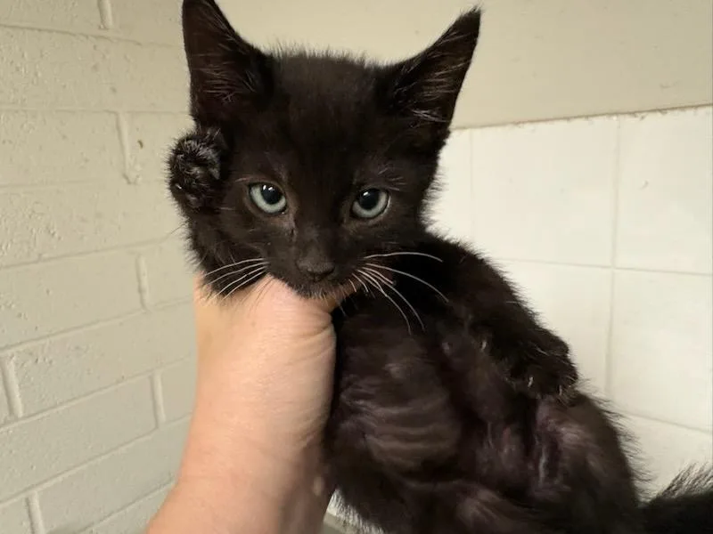 A baby small-sized female Domestic Short Hair cat named Penne for adoption in Chatsworth, CA