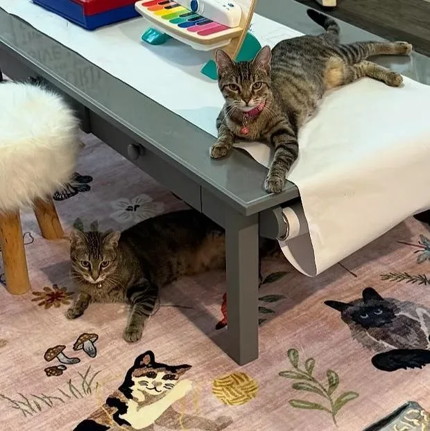 A young medium-sized female Domestic Short Hair cat named Lucy And Ethel for adoption in Anna, TX