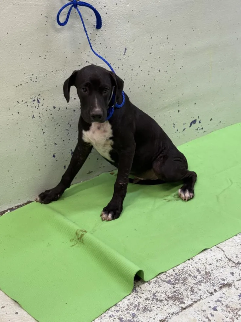 A baby small-sized male Boxer dog named Panda for adoption in Houston, TX