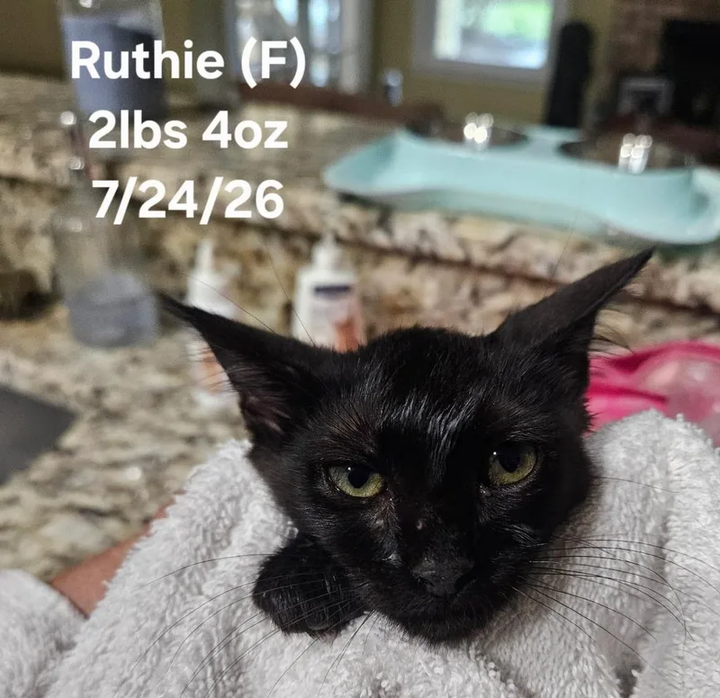 A baby small-sized female Domestic Short Hair cat named Ruthie for adoption in Darien, GA