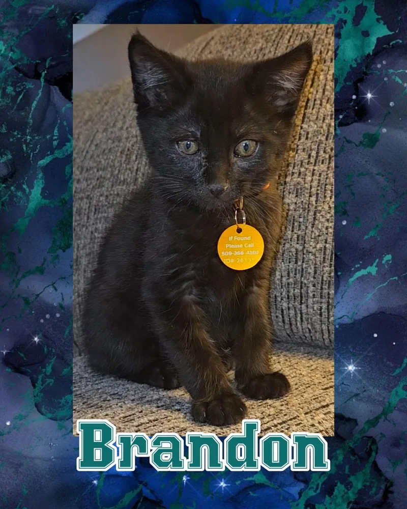 A baby medium-sized male Black Domestic Short Hair cat named Brandon for adoption in Pasco, WA