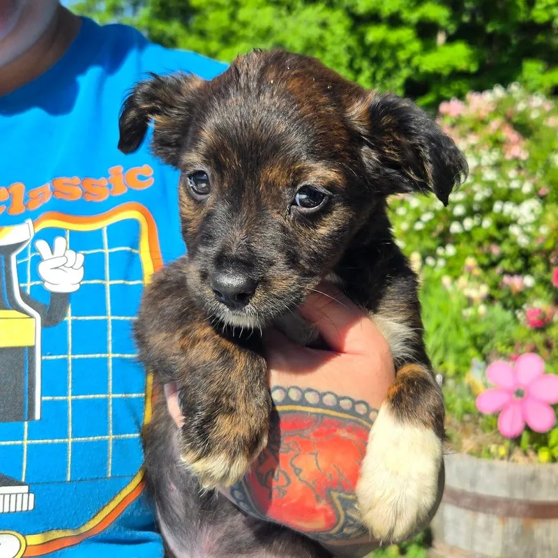 A baby medium-sized female Brindle Shepherd dog named Ct Hazel Avail Jun for adoption in Stormville, NY