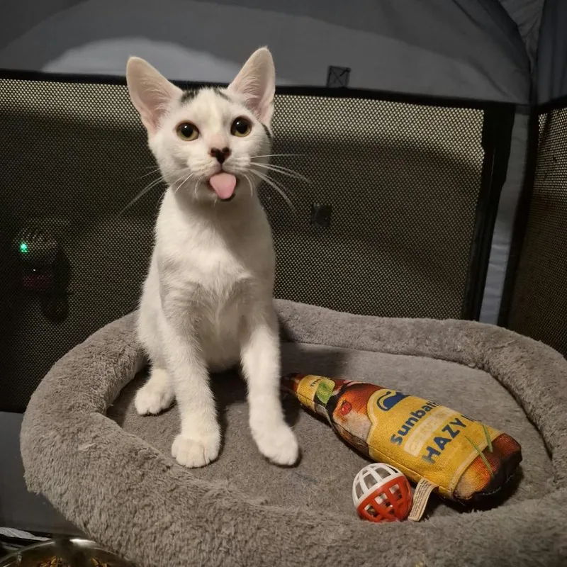 A baby small-sized male White Domestic Short Hair cat named Rice Krispy for adoption in Lutz, FL