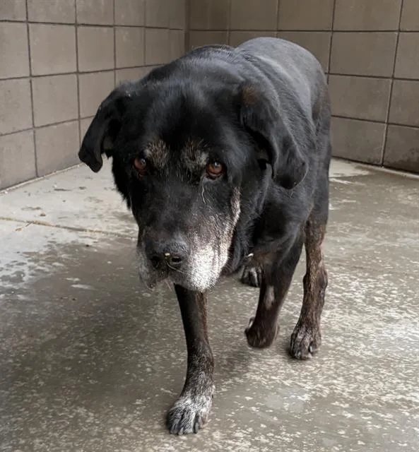 An adult large-sized male Labrador Retriever dog named Ralph for adoption in Tucson, AZ