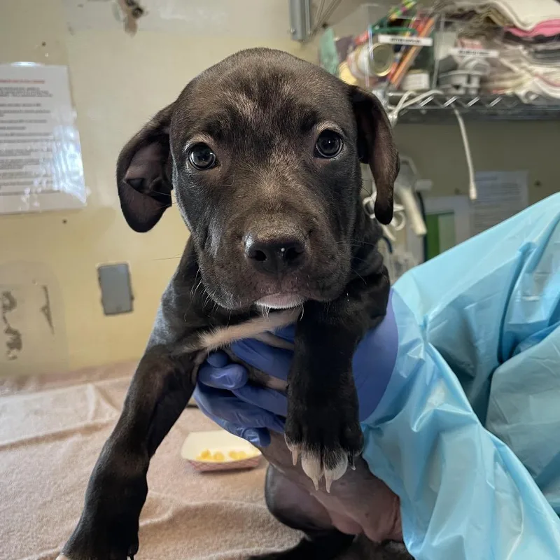 A baby large-sized female Black Mastiff dog named McFlurry for adoption in Hawthorne, CA