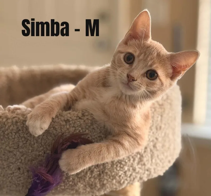 A baby small-sized male Domestic Short Hair cat named Simba for adoption in Darien, GA