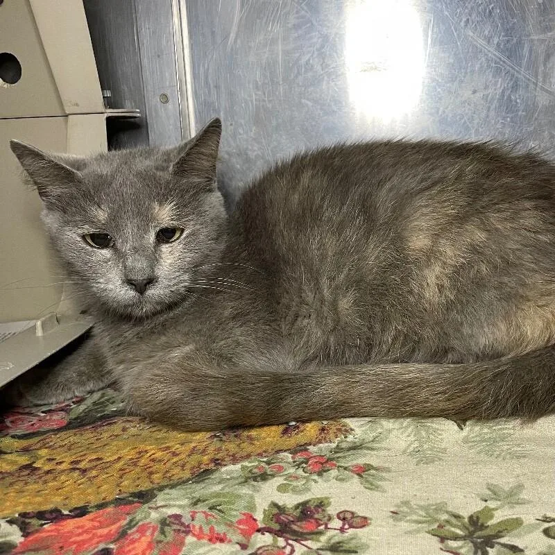 An adult medium-sized female Domestic Short Hair cat named Isabelle for adoption in Roanoke, VA
