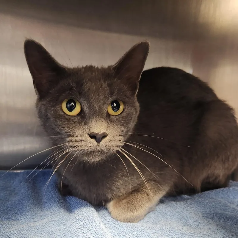 An adult medium-sized female Gray / Blue / Silver Domestic Short Hair cat named Emma for adoption in Fort Wayne, IN