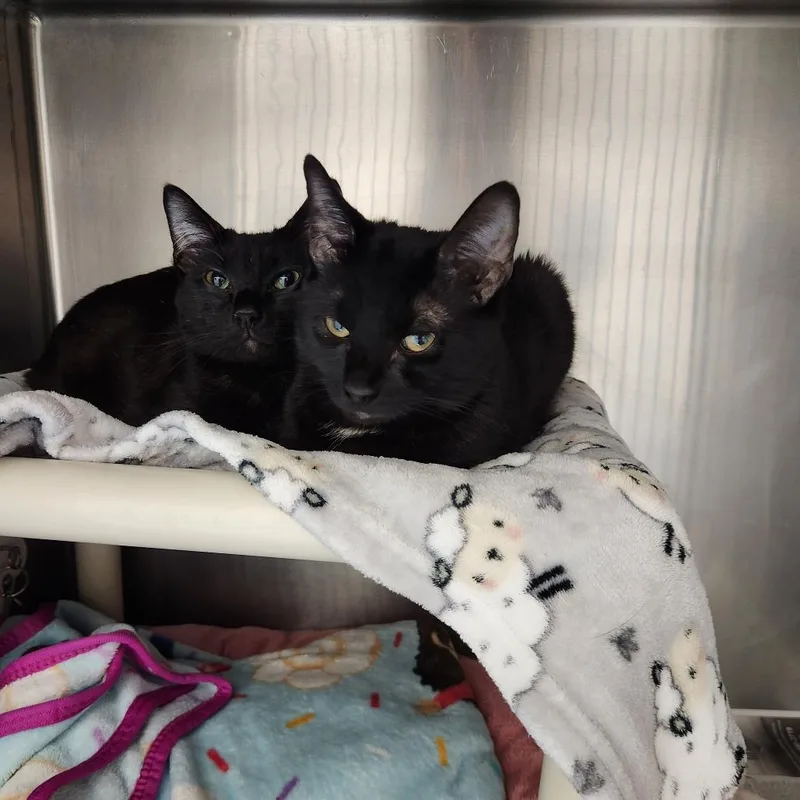 A young medium-sized male Black Domestic Short Hair cat named Greg for adoption in Brockton, MA