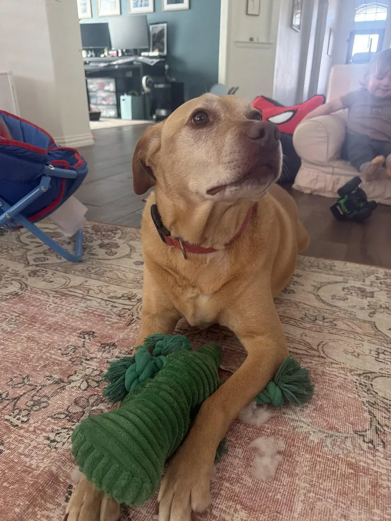 Piper