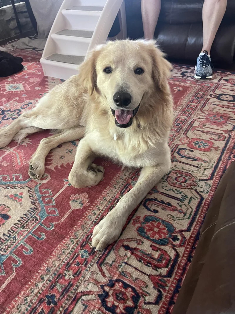 An adult extra large-sized male Great Pyrenees dog named Augustus "augie" Atx for adoption in Quinlan, TX