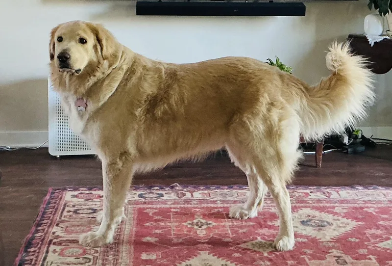 Augustus "augie" Atx thumbnail 5