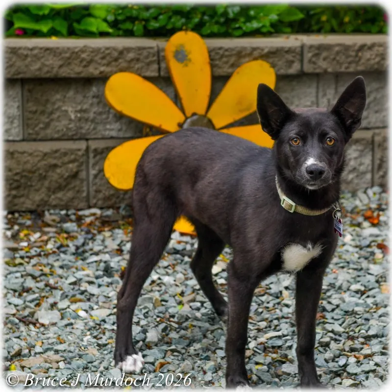 A young medium-sized female Black Shepherd dog named Sugarbee for adoption in Wake Forest, NC