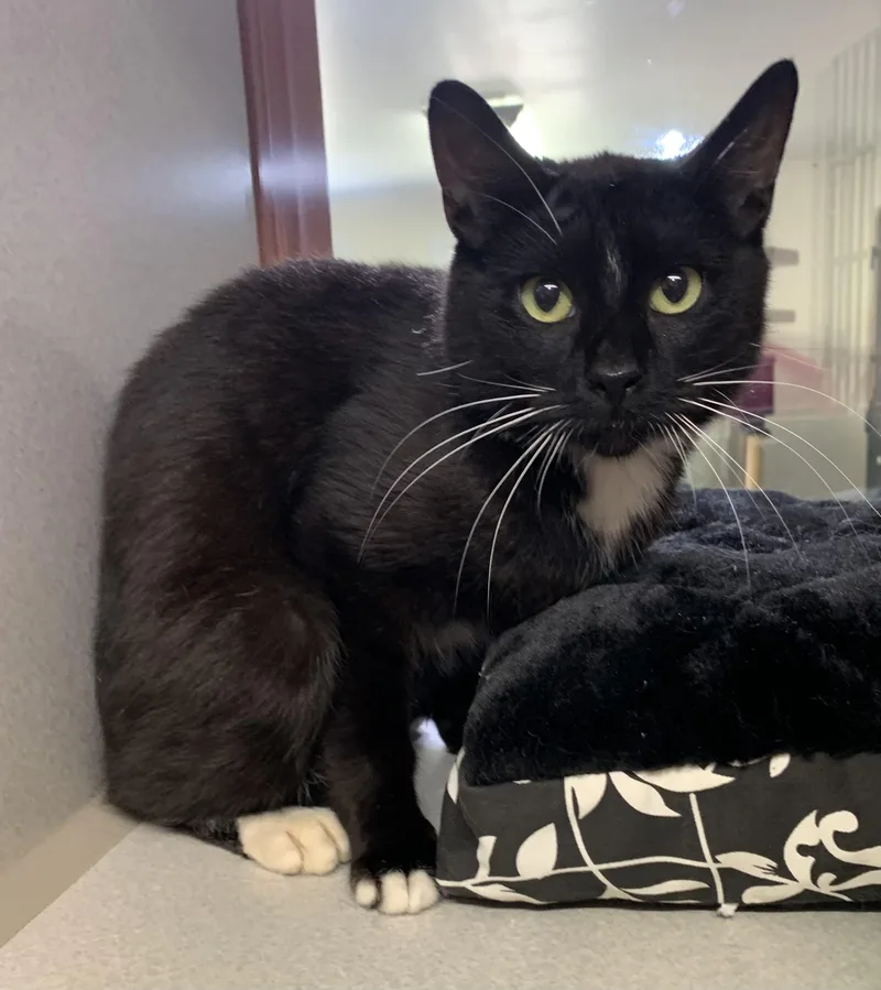 A young medium-sized male Black & White / Tuxedo Domestic Short Hair cat named Fisher for adoption in Massena, NY