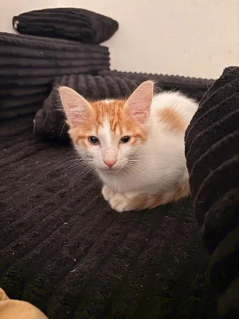 Honeydew thumbnail 2