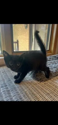 Sweet Pea