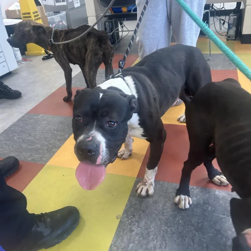 An adult medium-sized male Black Mixed Breed dog named Gandalf for adoption in Philadelphia, PA