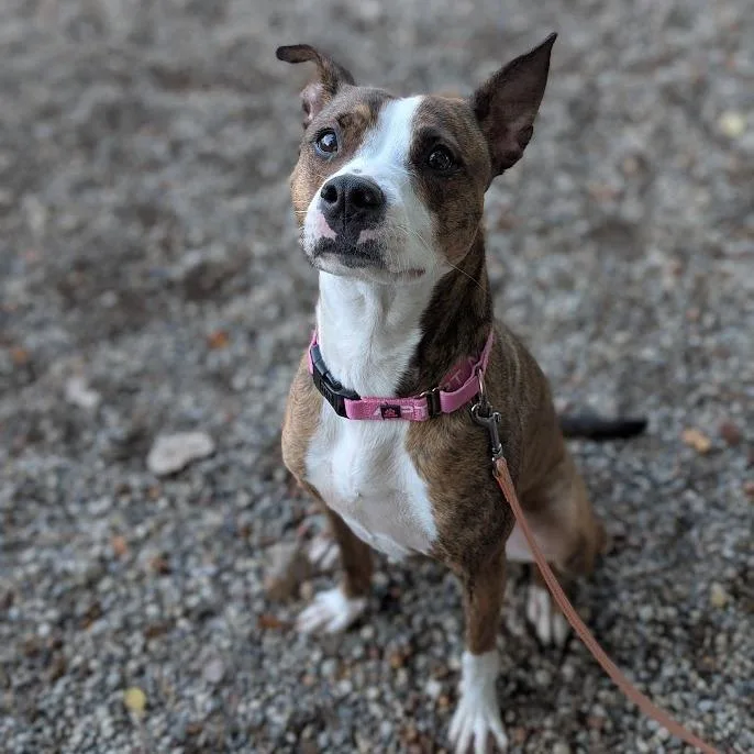 A young medium-sized female Mixed Breed dog named Princess for adoption in West Olive, MI