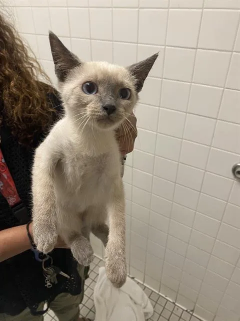 A baby medium-sized female Domestic Short Hair cat named Sam for adoption in Dallas, TX