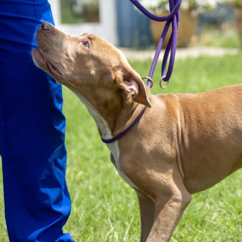 A baby medium-sized male Yellow / Tan / Blond / Fawn Mixed Breed dog named Justice for adoption in Elizabeth City, NC