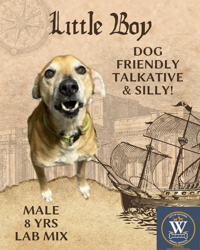 A senior medium-sized male Apricot / Beige Labrador Retriever dog named Little Boy aka Puppy for adoption in Watauga, TX
