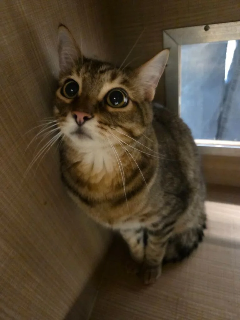An adult large-sized male Domestic Short Hair cat named Beau for adoption in Bossier City, LA