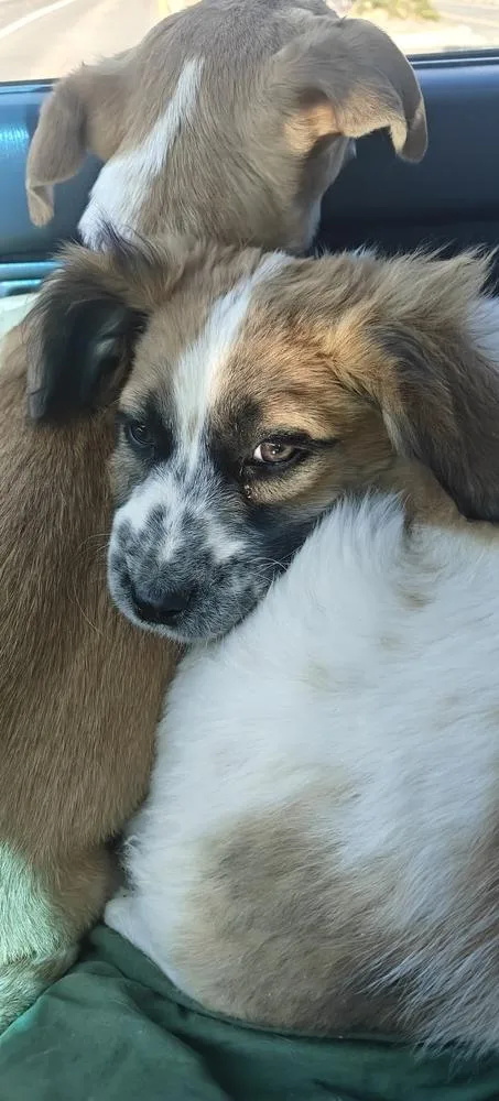 A baby medium-sized male White / Cream Australian Shepherd dog named Oliver for adoption in Littleton, CO
