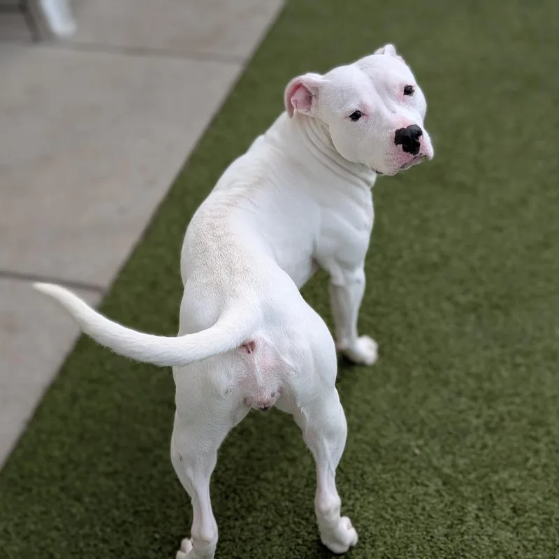 Cashmere thumbnail 2