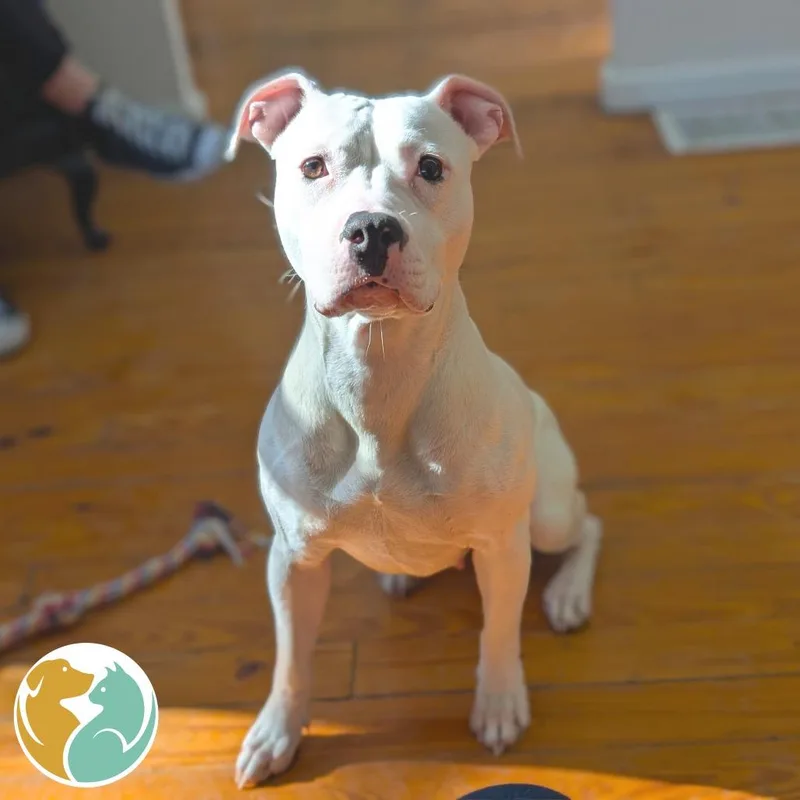 Cashmere thumbnail 5