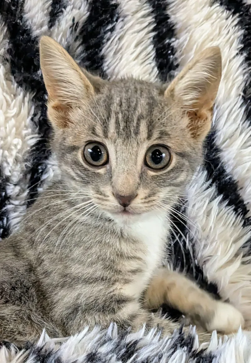 A young medium-sized male Tabby (Gray / Blue / Silver) Domestic Short Hair cat named Giovanni for adoption in Jacksonville, TX